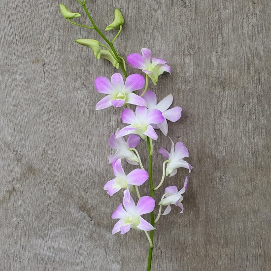 Dendrobium Lucian Pink Fresh Cut Orchids Wee Lee Nursery 