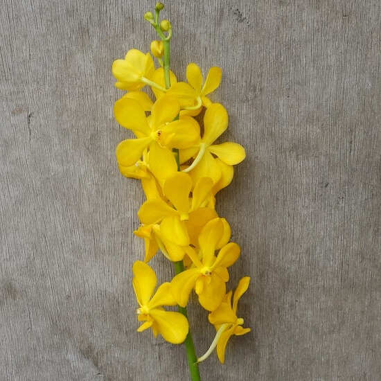 Mokara Chaopraya Yellow Fresh Cut Orchids Wee Lee Nursery