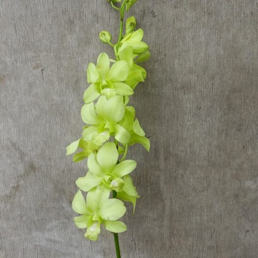 Dendrobium Aridang Green Orchid