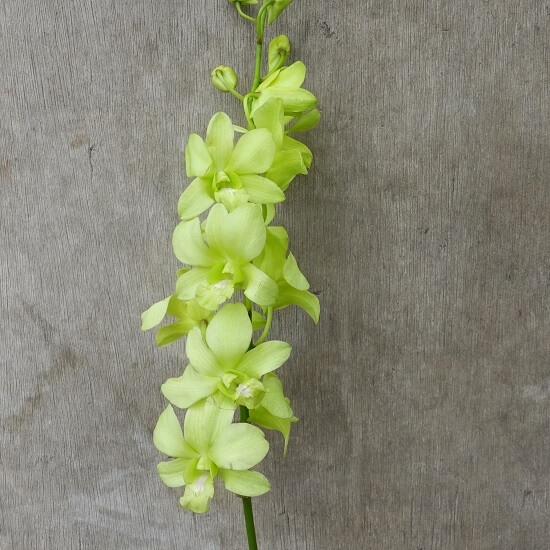Dendrobium Aridang Green Orchid