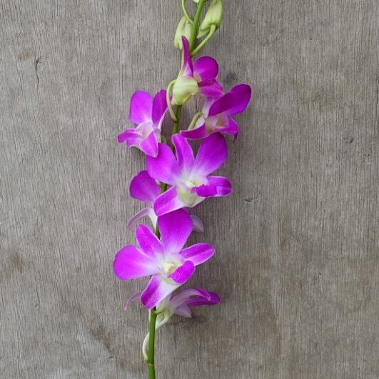 Dendrobium Pink Fresh Cut Orchids Wee Lee Nursery