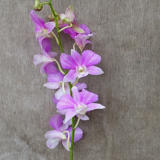 Dendrobium Mother Theresa Orchid