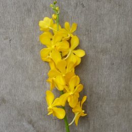 Mokara Chaopraya Yellow, fresh cut orchid