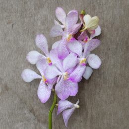 Mokara Lawrencia White fresh cut orchid