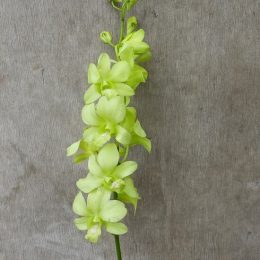 Dendrobium Aridang Green, fresh cut orchid