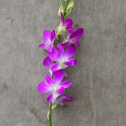 Dendrobium Pink, fresh cut orchid