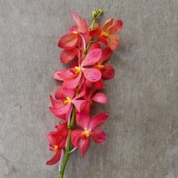 Mokara Chark Kuan Orange, fresh cut orchid