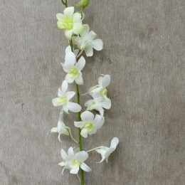 Dendrobium White, fresh cut orchid