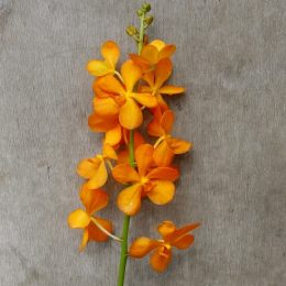 Mokara Gold, fresh cut orchid